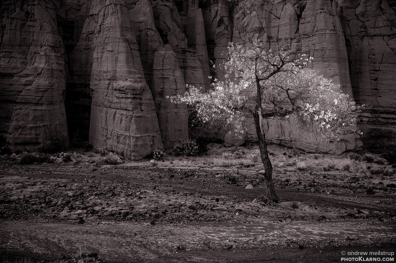 cottonwood.jpg