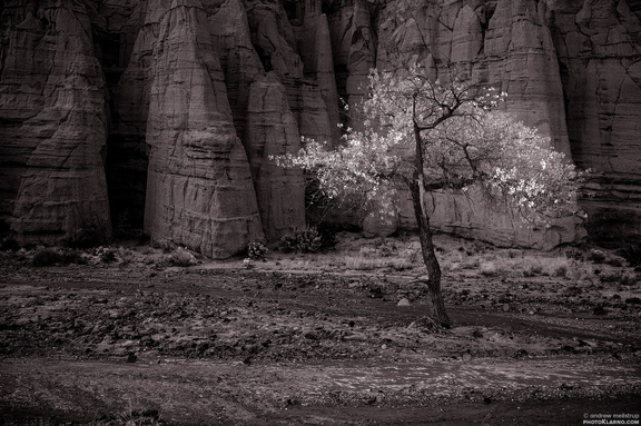 cottonwood