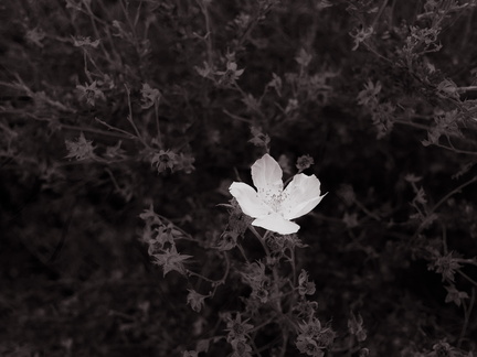 plume