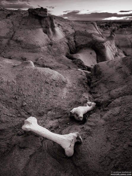 bonespiwi - bonespiwi.jpg bonespiwi.jpg