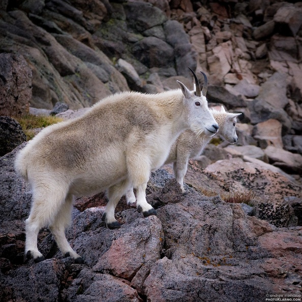 mgoatsright - mgoatsright.jpg mgoatsright.jpg