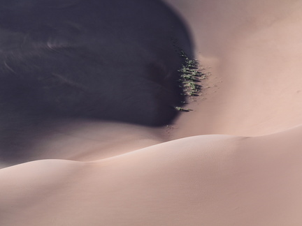 03shadowbushes