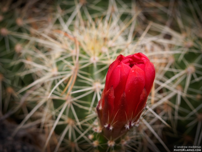 cactusblossom - cactusblossom.jpg cactusblossom.jpg