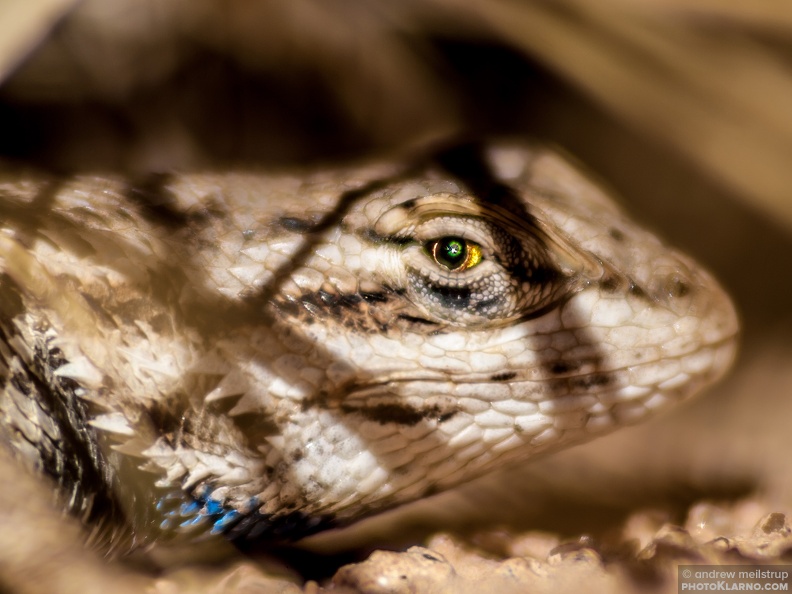 lizard - lizard.jpg lizard.jpg