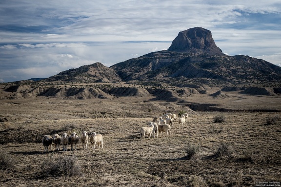 cabsheep