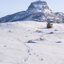 cabsheeptracks