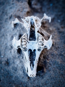 skull