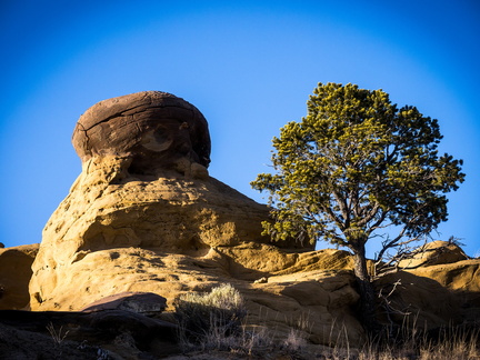 treehoodoo