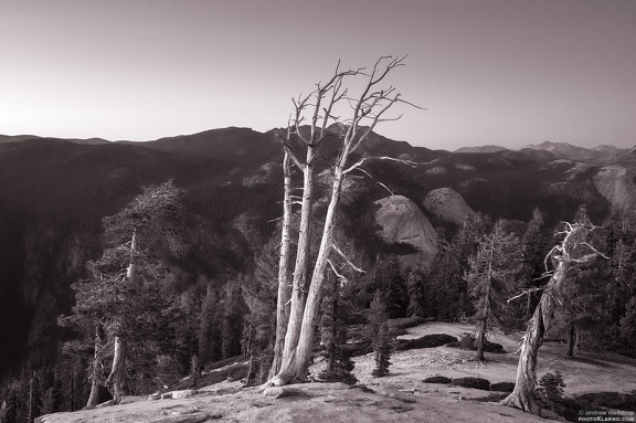 sentinelbw